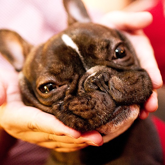 Pets Need Their Teeth Brushed Too!